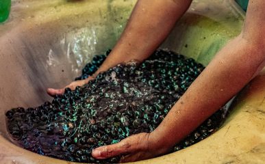 Coprocessamento do caroço de açaí na produção de cimento